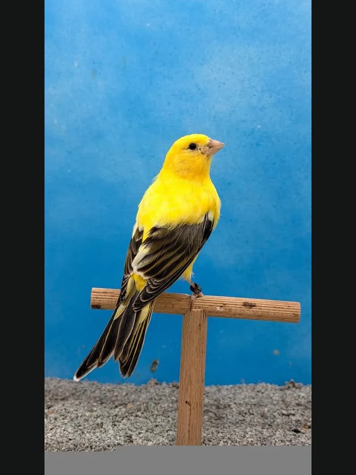 LF Clássico Amarelo