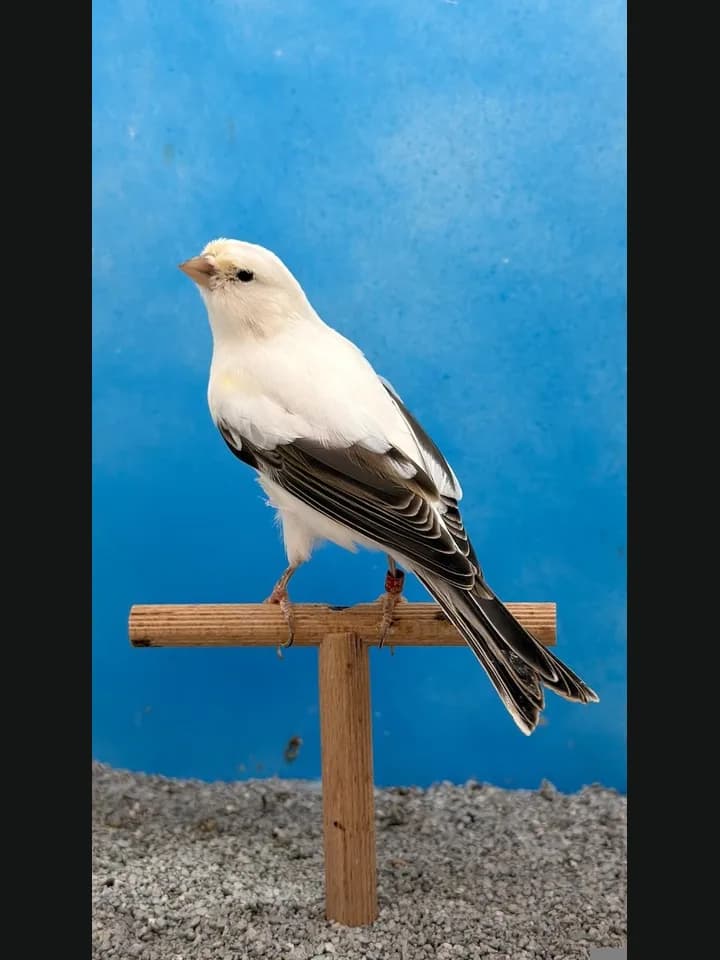 LF Clássico Branco