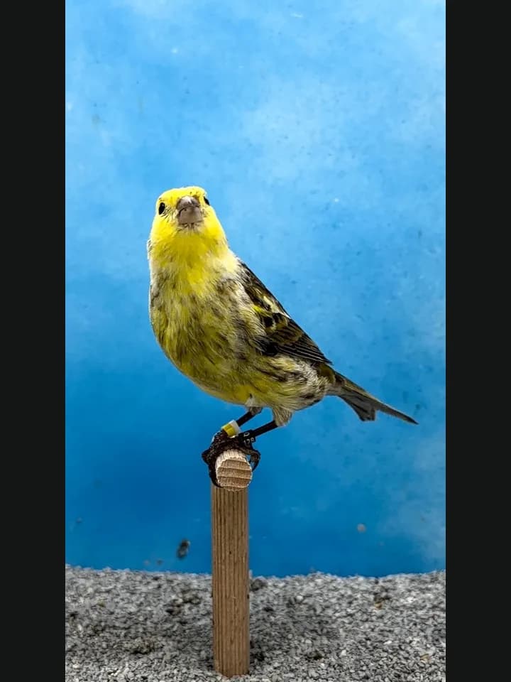 Spangled Amarelo
