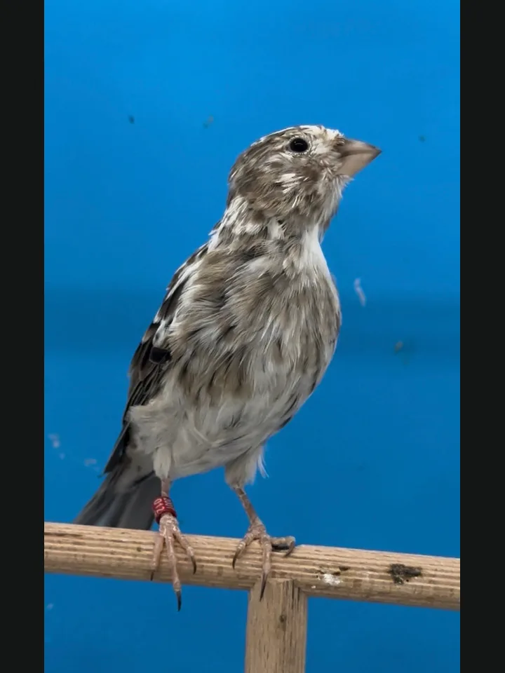 Spangled Branco